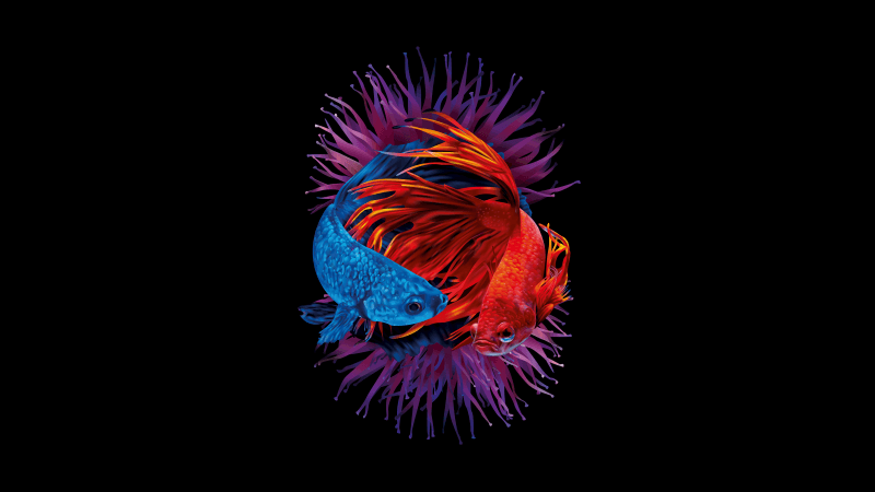 Betta fishes Siamese fighting fish Wallpaper