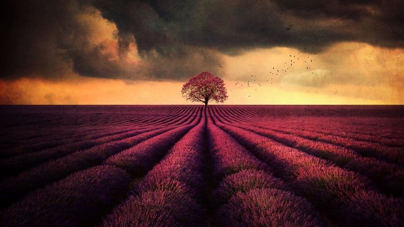 Lavender farm Lone tree Wallpaper