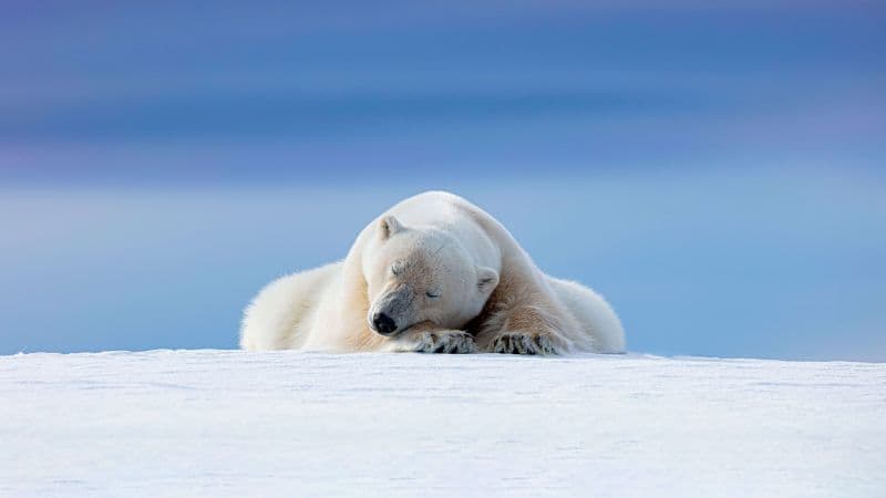 Polar bear Arctic Wallpaper