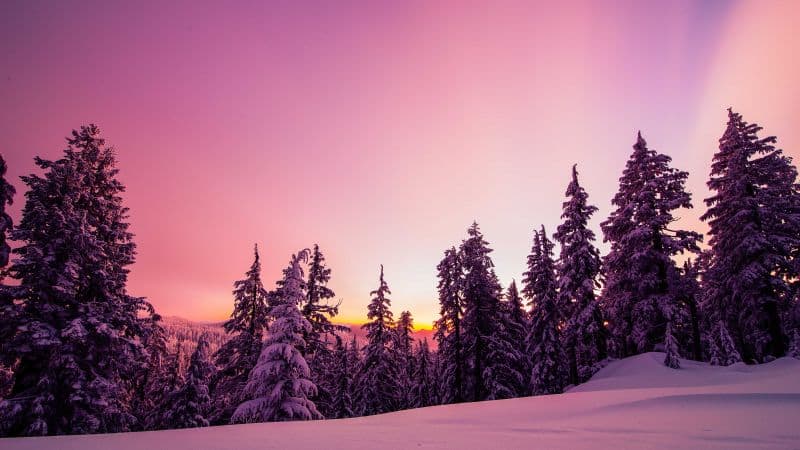 Winter Forest Wallpaper