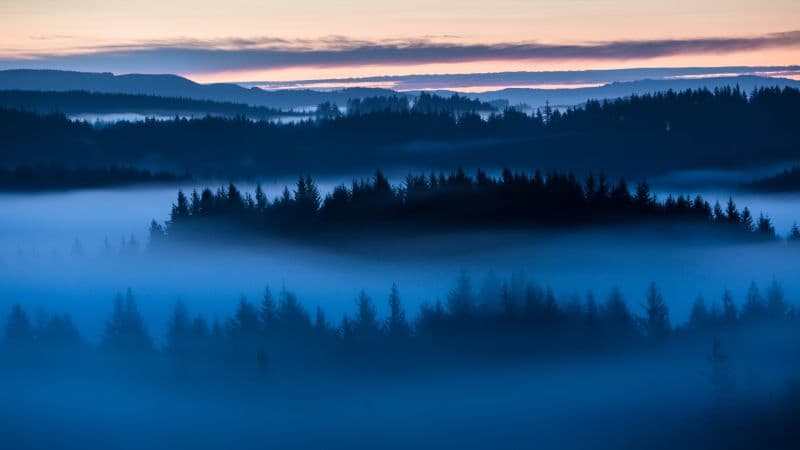 Forest Sunrise Wallpaper