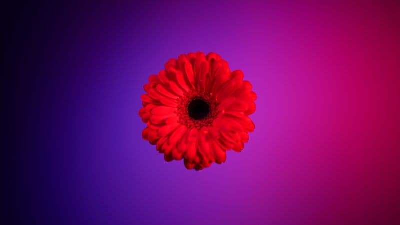 Red Gerbera Daisy Gerbera flower Wallpaper
