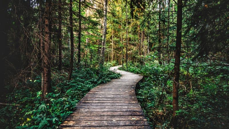 Forest Pathway Wallpaper