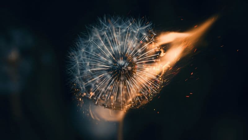 Dandelion flower Fire Wallpaper