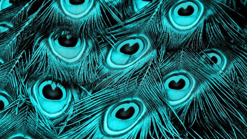 Peacock feathers Turquoise background Wallpaper