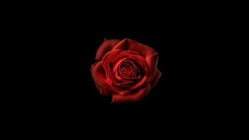 Red flower Red Rose Wallpaper