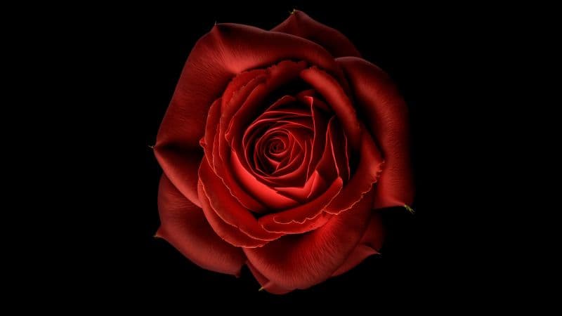 Red Rose Red flower Wallpaper