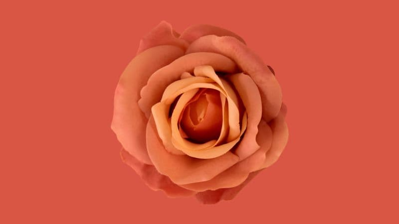 Orange flower Orange background Wallpaper