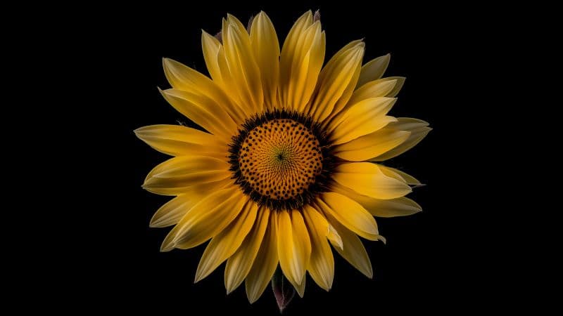 Sunflower Yellow flower Wallpaper