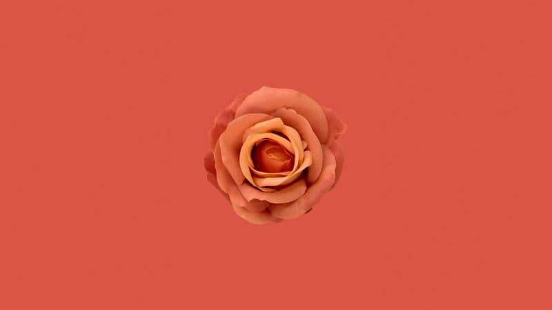 Orange flower Orange Rose Wallpaper