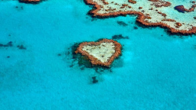 Love heart Heart Reef Wallpaper