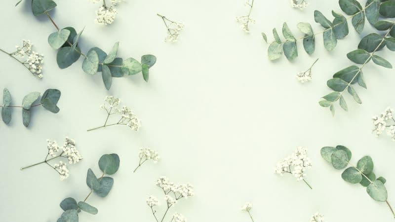 Eucalyptus Leaves Wallpaper