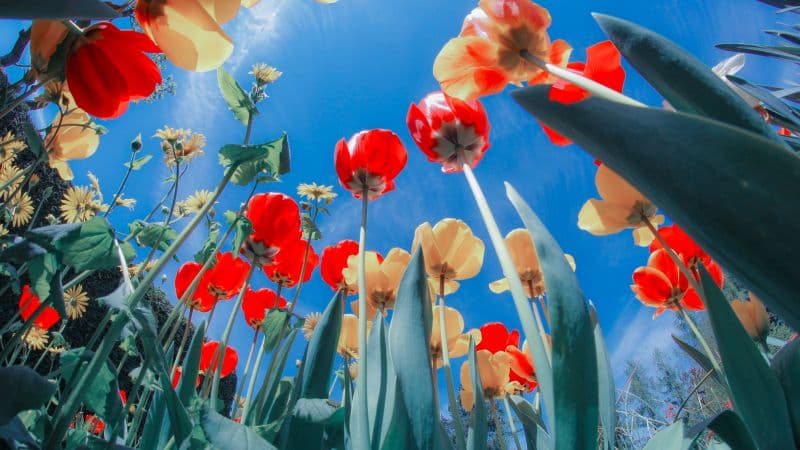Tulips Flower garden Wallpaper