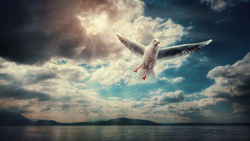 Seagull Sunlight Wallpaper