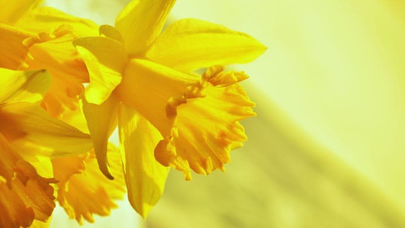 Daffodils Yellow flowers Wallpaper