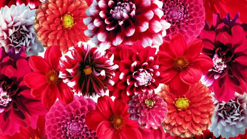 Dahlia flowers Red flowers Wallpaper