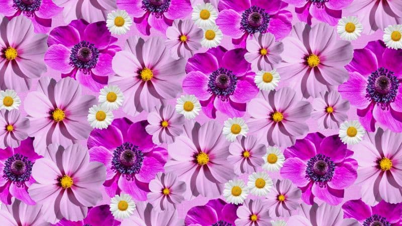 Floral Background Magenta Wallpaper
