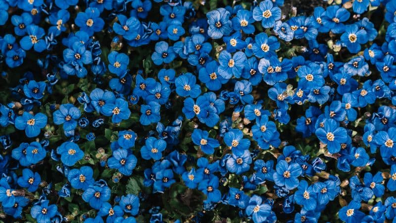 Blue flowers Flower garden Wallpaper