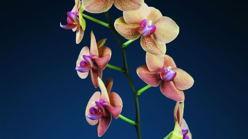 Orchid flowers Blue background Wallpaper