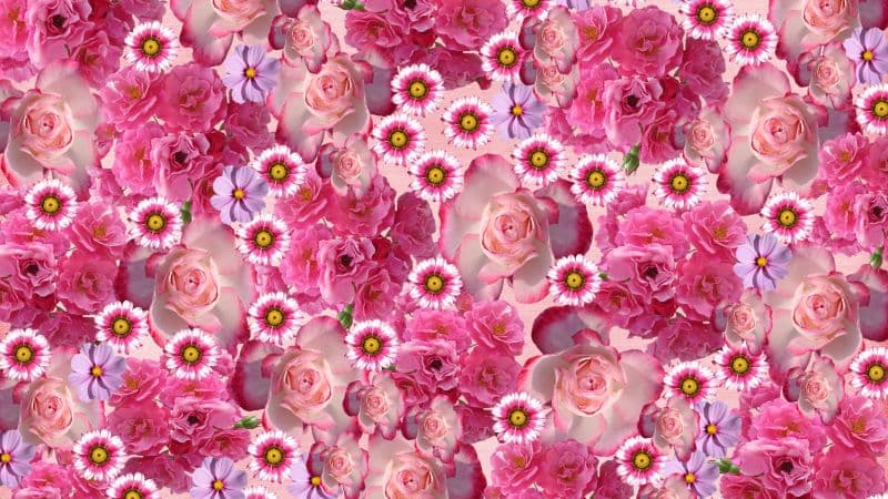 Rose flowers Pink flowers Wallpaper