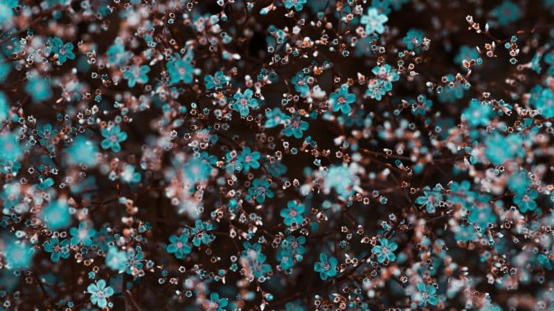 Blue flowers Floral Background Wallpaper