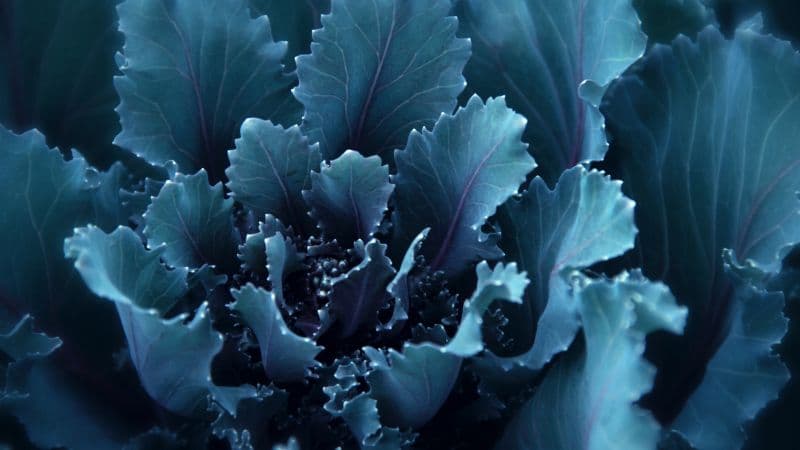 Blue flower Bloom Wallpaper