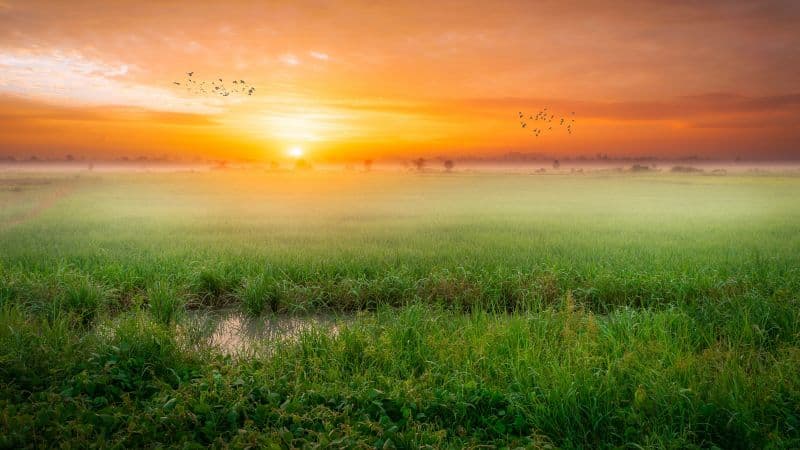 Sunrise Paddy fields Wallpaper