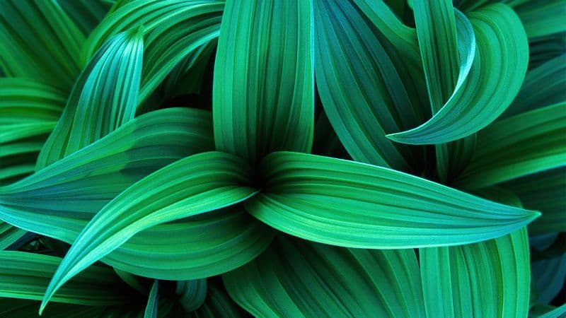Green leaves Windows 7 Wallpaper