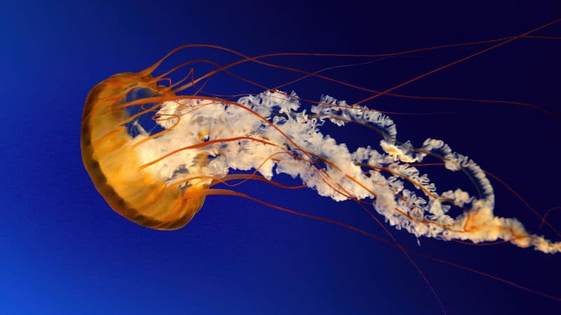 Jellyfish Windows 7 Wallpaper