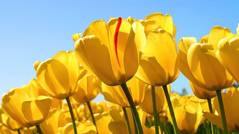 Yellow tulips Windows 7 Wallpaper