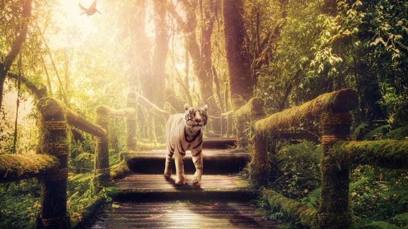 White tiger Wooden stairs Wallpaper