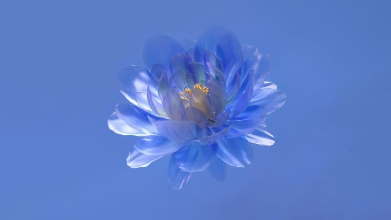 Abstract flower Blue aesthetic Wallpaper