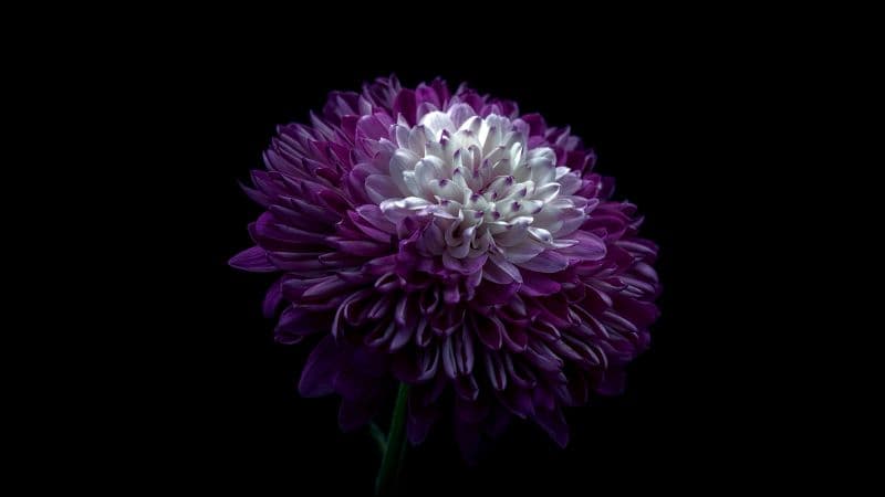 Chrysanthemum Purple Flower Wallpaper