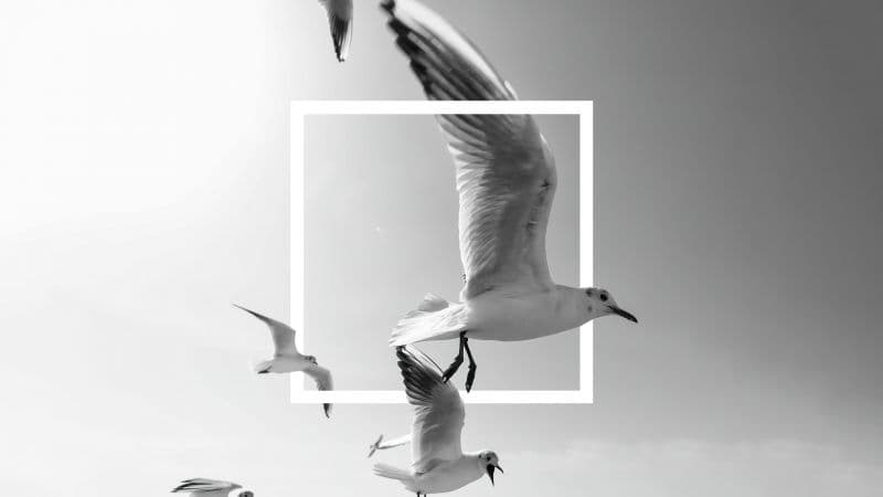 Flying birds Frame Wallpaper