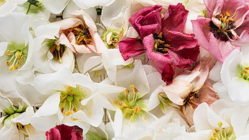 Lisianthus flowers 5K Wallpaper