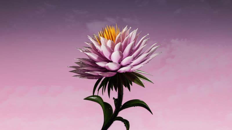 Purple Flower Bloom Wallpaper