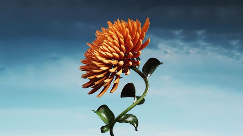Orange flower Bloom Wallpaper