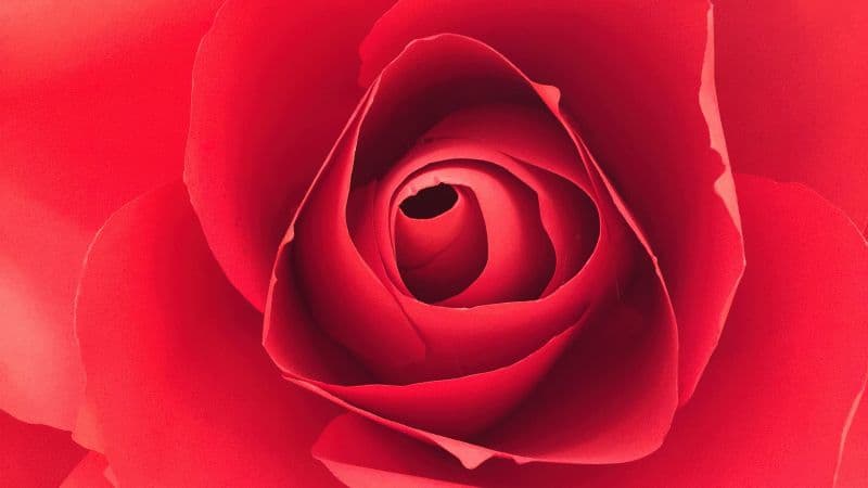 Rose flower Closeup Photography Wallpaper