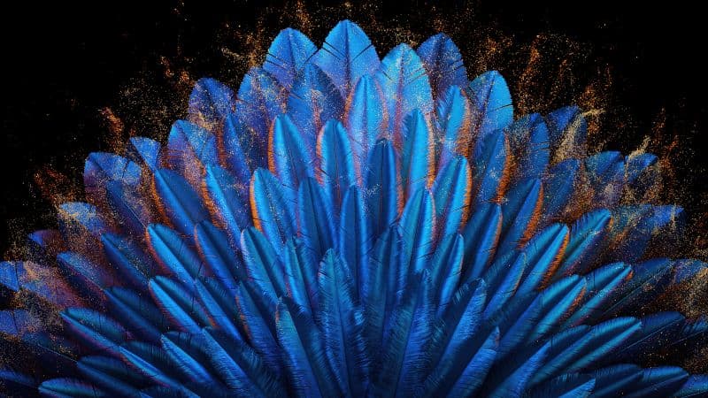Peacock feathers Blue aesthetic Wallpaper