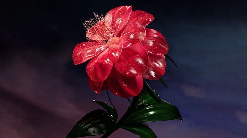 Red flower Bloom Wallpaper