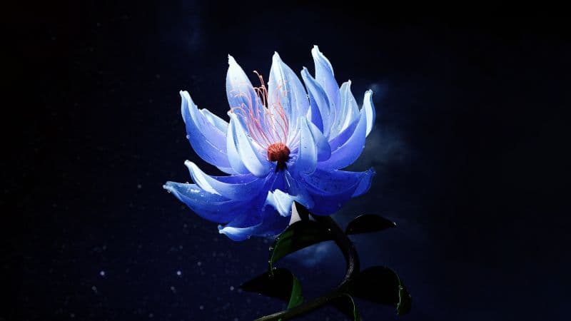 Lotus flower Blue aesthetic Wallpaper