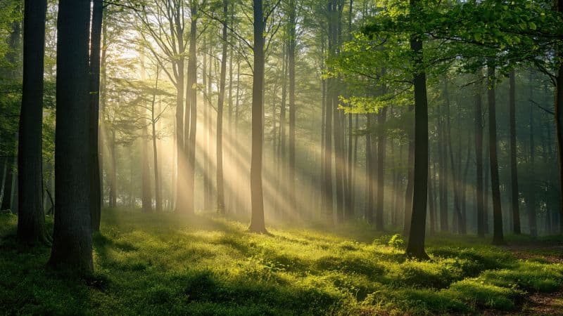 Thick forest Sunlight Wallpaper