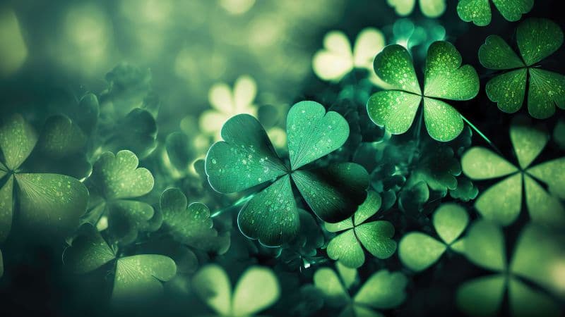 St. Patrick's Day four-leaf clovers Wallpaper