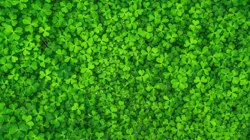 St. Patrick's Day Shamrock Wallpaper