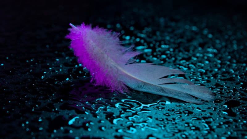 Neon light Feather Wallpaper