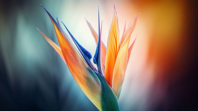 Bird of paradise flower Closeup Photography Wallpaper
