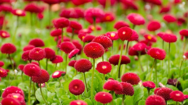 Red flowers Blossom Wallpaper