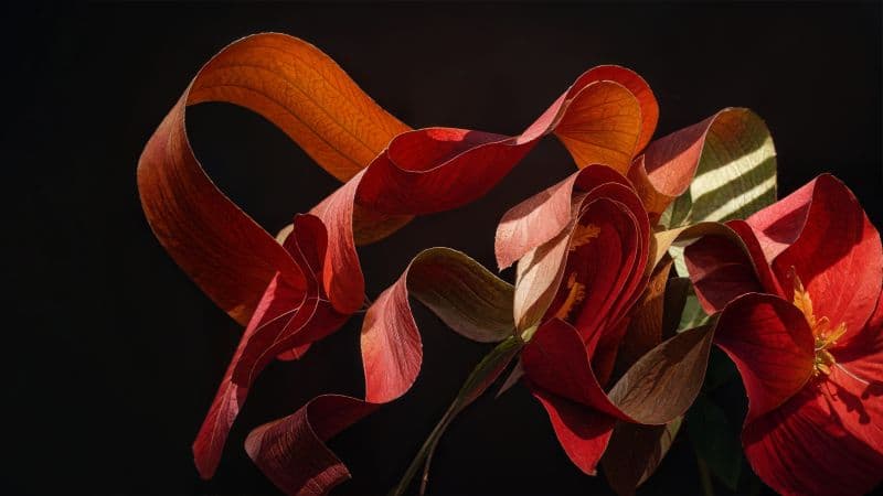 Poppy flower Paper Art Wallpaper