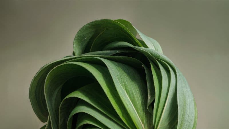 Windows 11 Green aesthetic Wallpaper