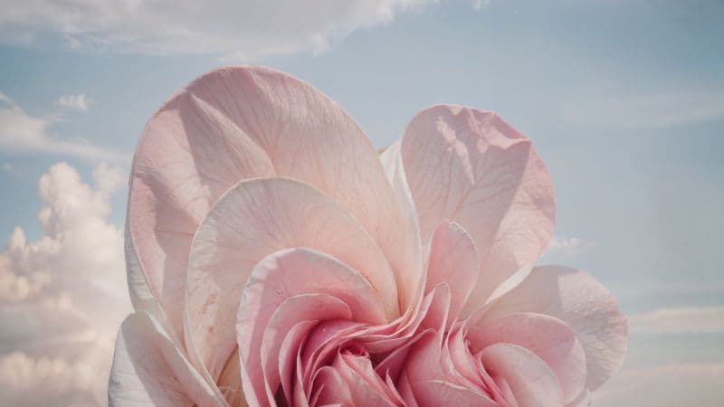 Windows 11 Pink flower Wallpaper